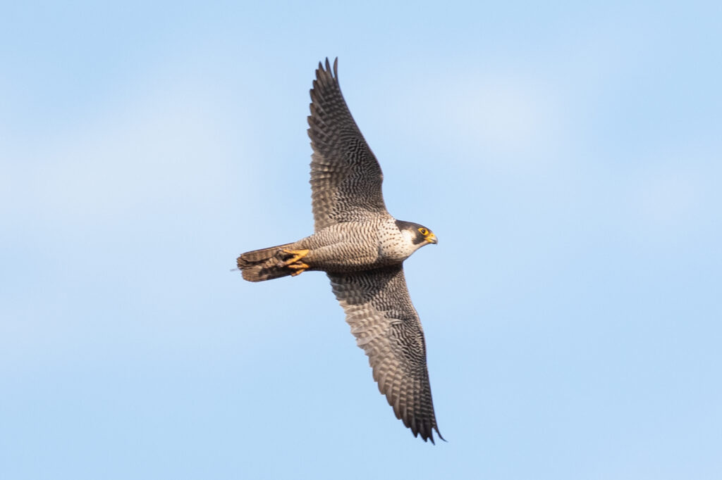 Read more about the article Wintering birds of prey monitoring results for winter 2023/2024