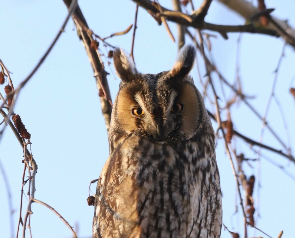 Read more about the article Să numărăm împreună ciufii de pădure!