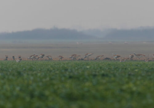 Surprisingly high number of Great Bustards in Bihor County