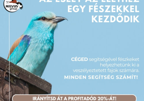 Segítségeddel megmenthetjük a szalakótát!