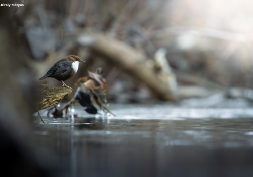 We invite you to count White-throated dippers with us!