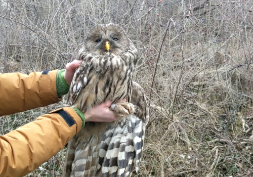 It’s ‘raining’ with Ural owls