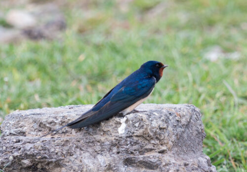 Have you already seen your first Barn Swallow this year?