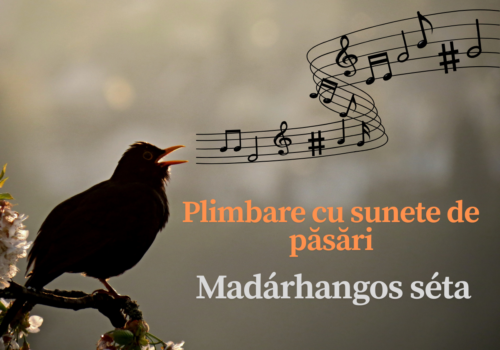 Kezdd a hétvégét a madarak énekével!