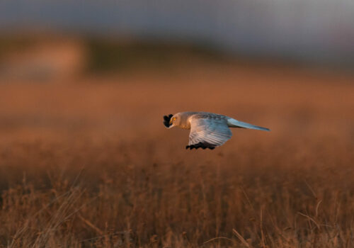 Results of the 2024-2025 Winter Bird of Prey Monitoring