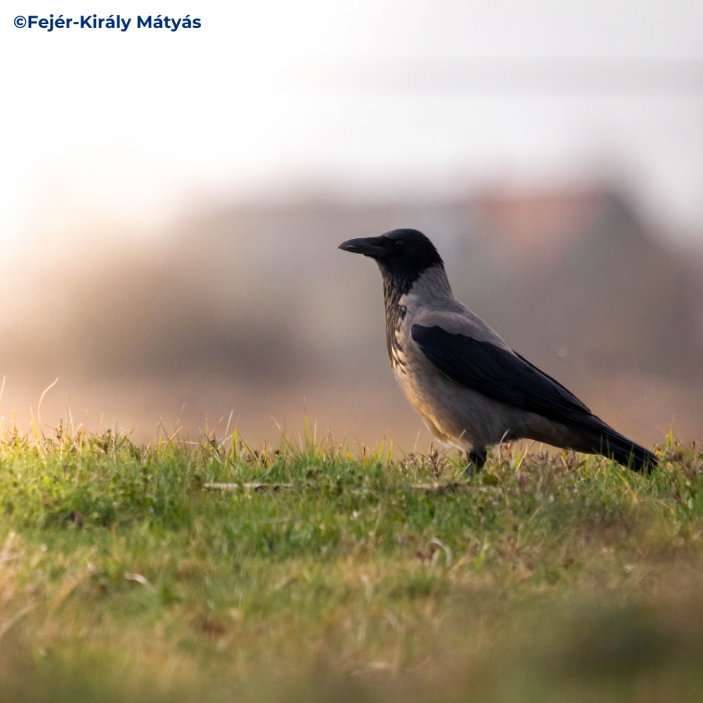 Read more about the article Breeding bird atlases, in three towns