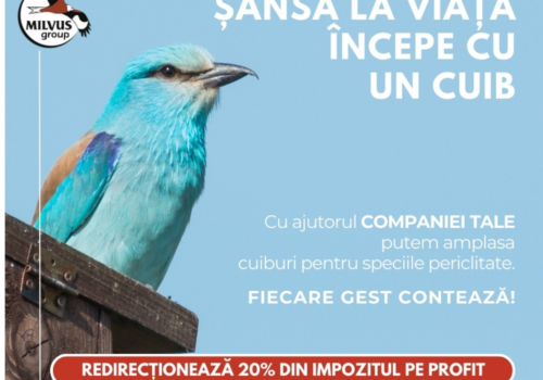 Ajutorul tău poate salva dumbrăveanca!