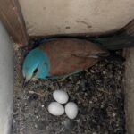 Povești din cuib, episodul 1