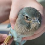 O zi despre dumbrăvence!