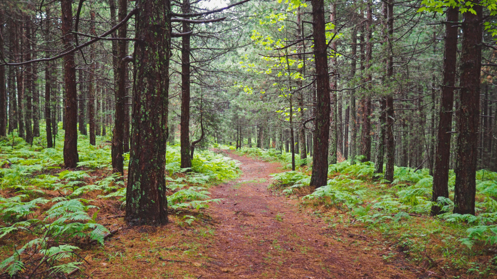 Read more about the article Nu lăsați UE să distrugă protecția naturii!