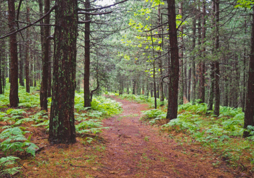 Nu lăsați UE să distrugă protecția naturii!