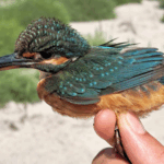 Am început sezonul din 2025 în Tabăra de inelare de pe Grindul Chituc