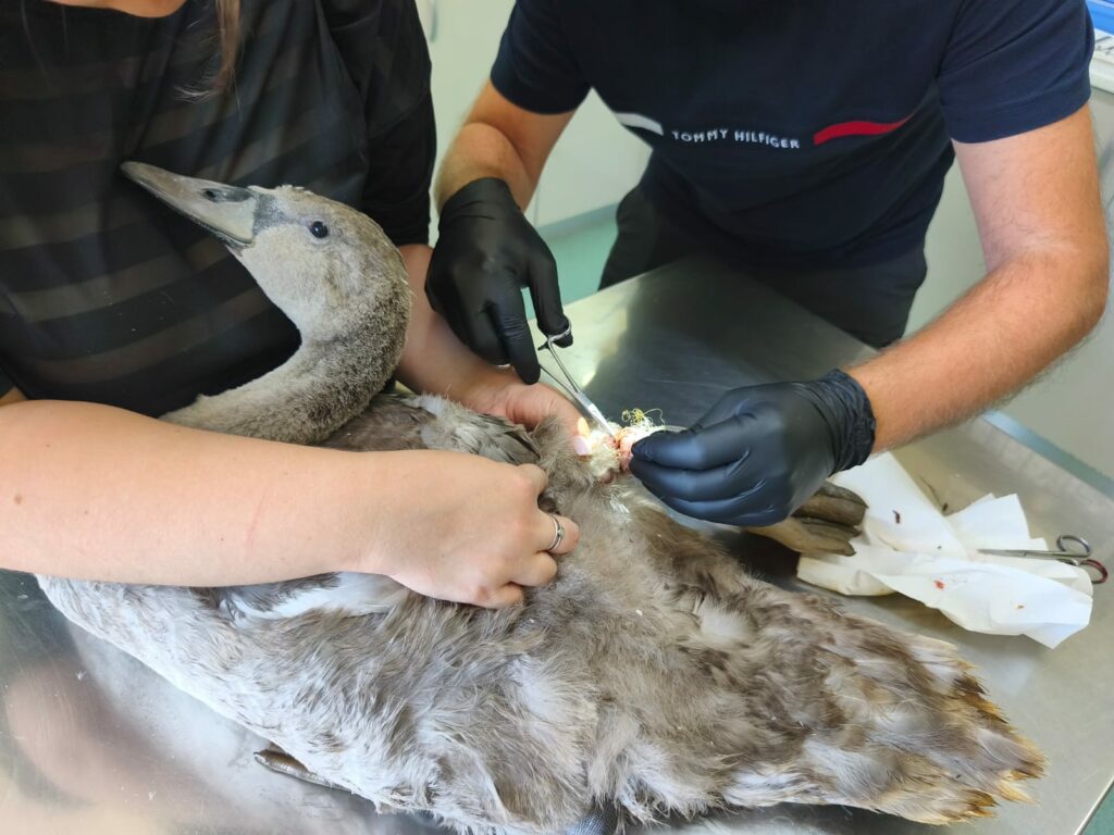 Read more about the article Amikor a hanyagság szenvedést okoz