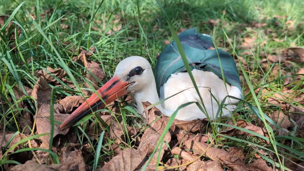 Read more about the article Öt felgyógyult gólya útnak indult Afrikába