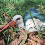 Cinci berze rehabilitate au pornit spre Africa