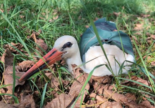 Cinci berze rehabilitate au pornit spre Africa