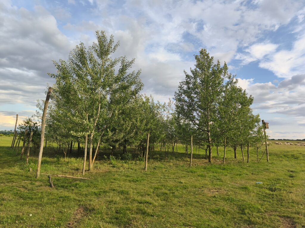 Read more about the article Ce distrugem cu un gest, reclădim cu ani de muncă