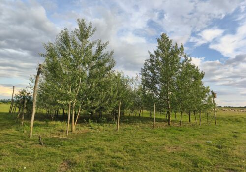 Ce distrugem cu un gest, reclădim cu ani de muncă