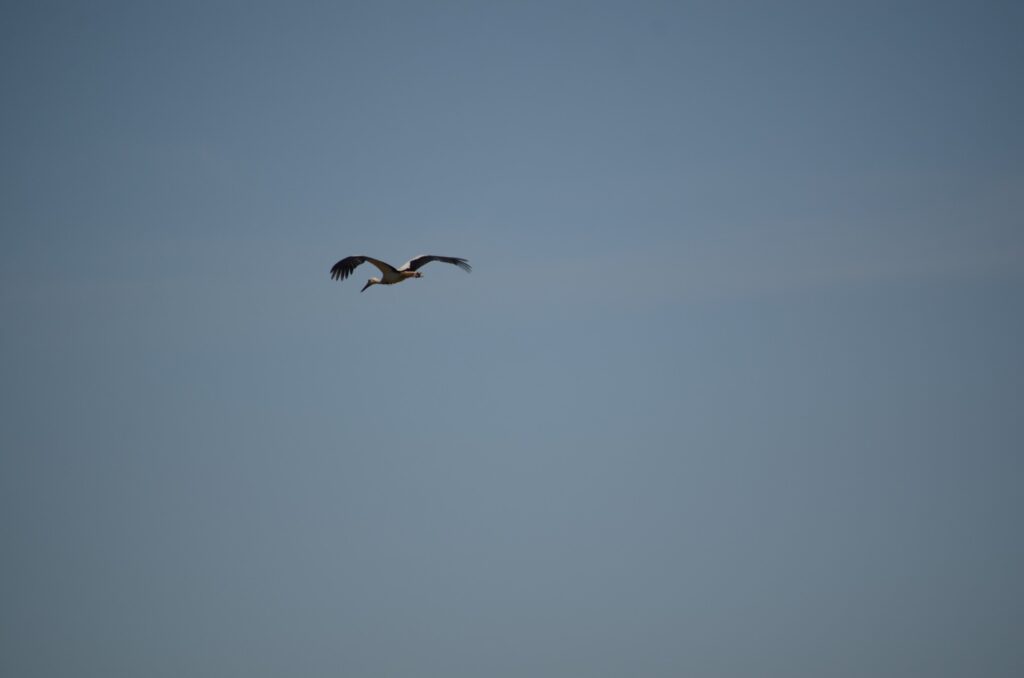 Read more about the article Még négy sikeres rehabilitáció