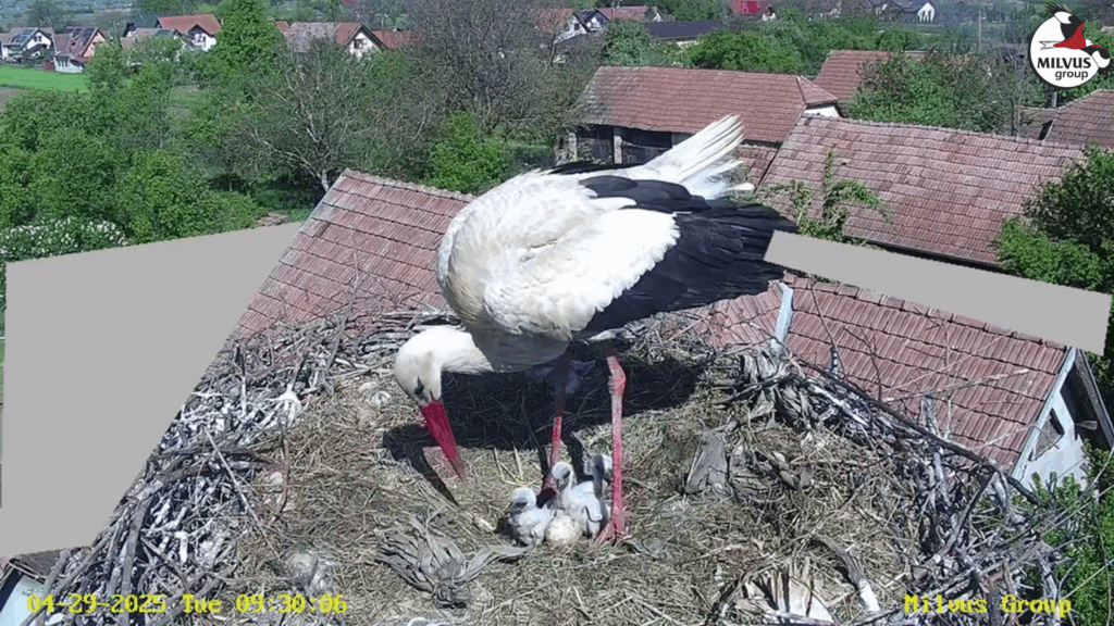 Read more about the article WEBCAM: 2025, cu bune, cu rele