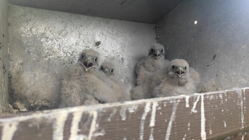 Read more about the article Cuiburi metalice: o soluție pe termen lung pentru protecția vânturelului de seară