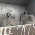 Metal boxes: A long-term solution for the conservation of the Red-footed falcon