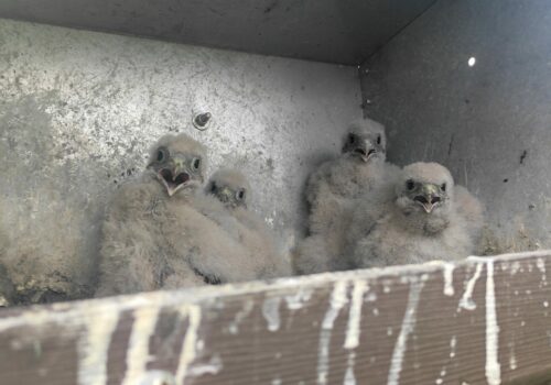 Fémládák: hosszú távú megoldás a kék vércse védelmében