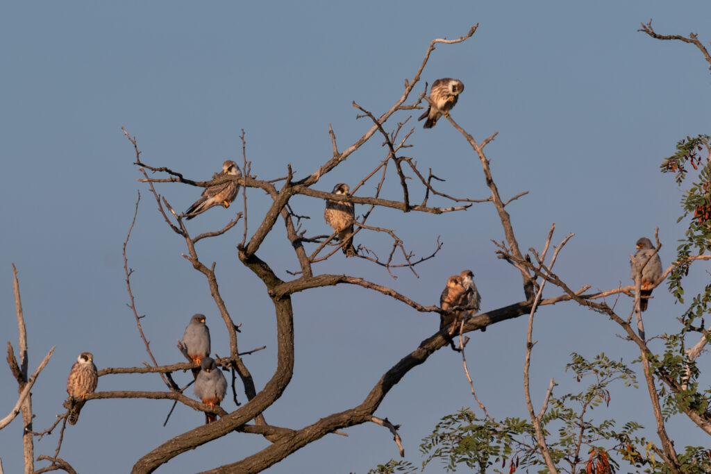 Read more about the article Record de vânturei în Bazinul Carpatic