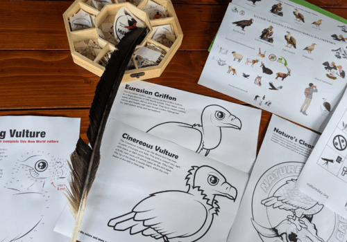 Ez a nap a keselyűkről szólt