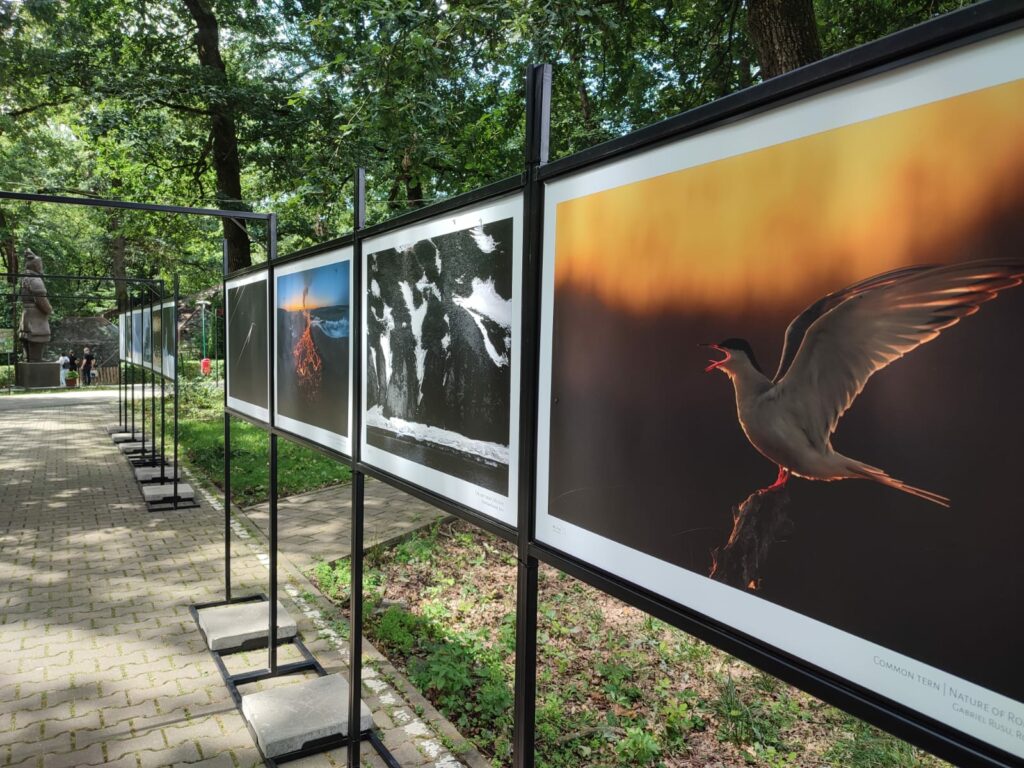 Read more about the article Expoziția de Fotografie de Natură Milvus în Timișoara