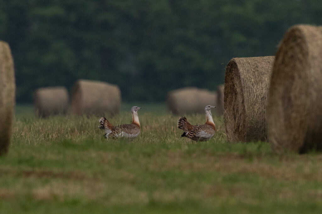 Read more about the article Când dispare sprijinul – și odată cu el și dropia