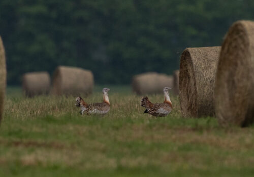 Când dispare sprijinul – și odată cu el și dropia