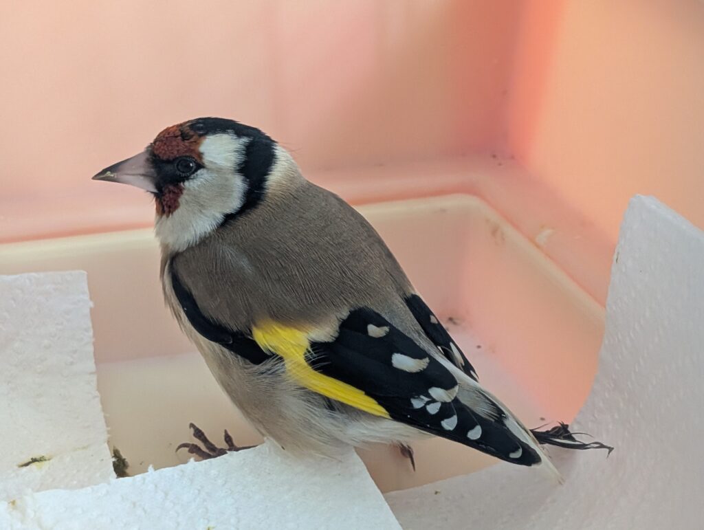 Read more about the article Recuperare lungă pentru un sticlete braconat