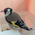 Recuperare lungă pentru un sticlete braconat