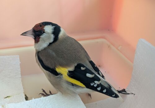 Hosszú felépülés egy orvvadászat áldozatául esett tengelicnek