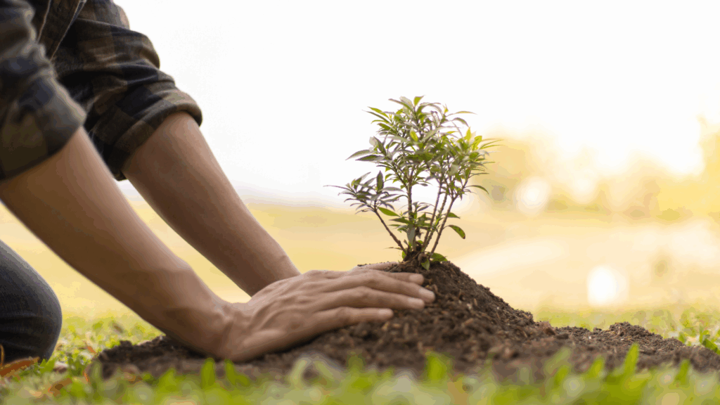 Read more about the article Un arbore = un loc de cuibărit