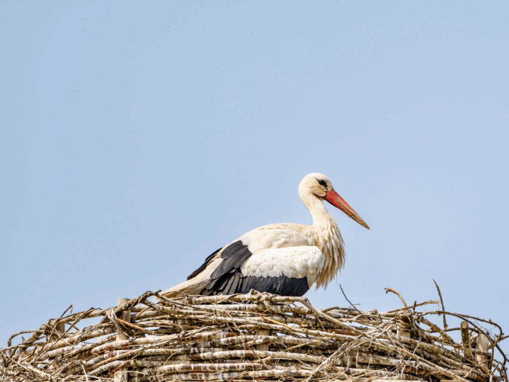 Read more about the article  Programul Gardienii berzelor – primul an