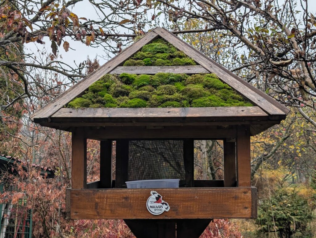 Read more about the article LIVE de la hrănitoarea Milvus