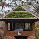 LIVE de la hrănitoarea Milvus