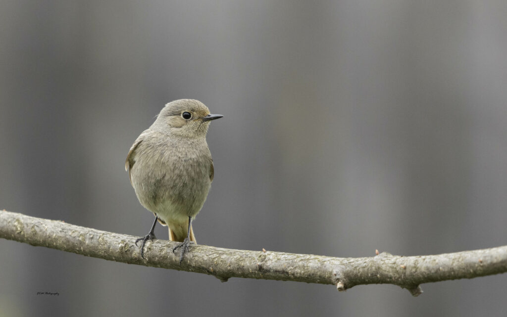 Read more about the article Plimbă-te, observă, colectează date!