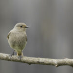 Plimbă-te, observă, colectează date!