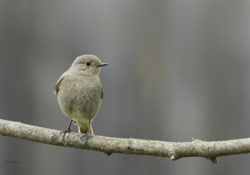 Plimbă-te, observă, colectează date!