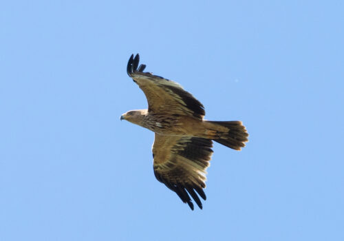 Endangered Species of the Year 2026: Eastern imperial eagle