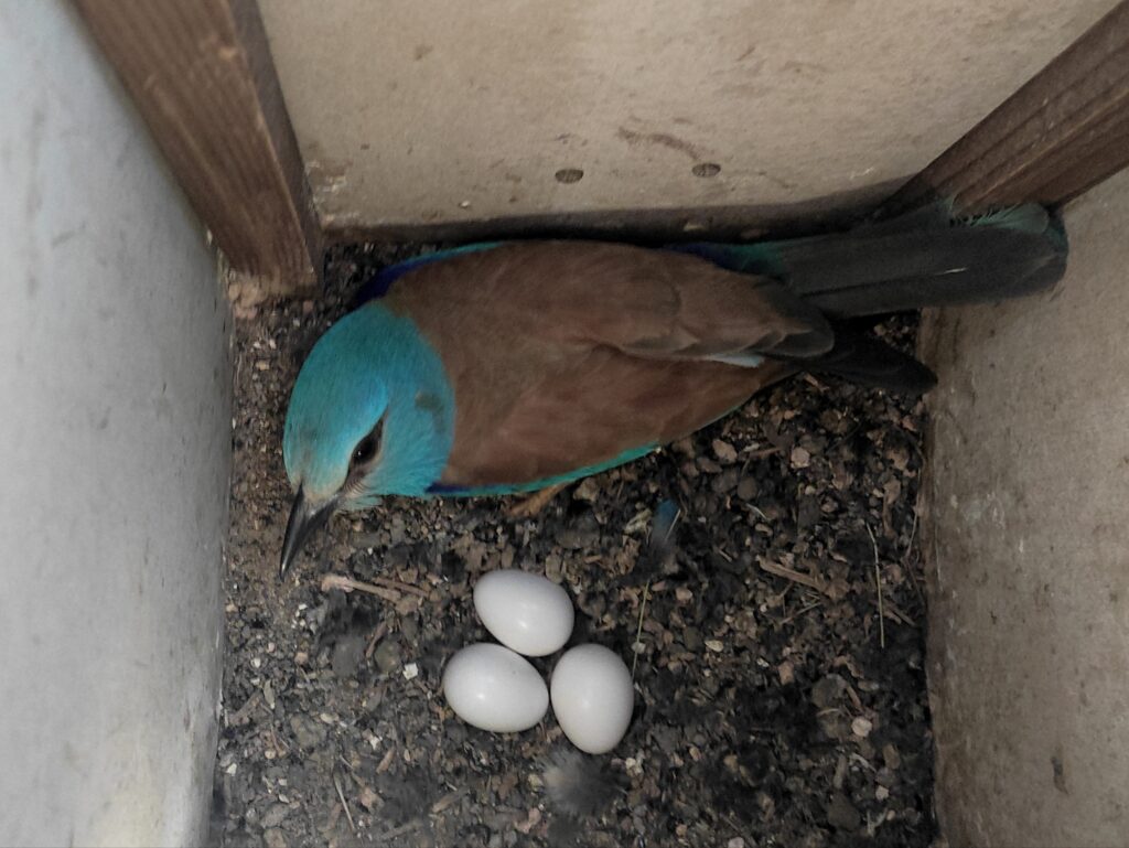 Read more about the article Anul dumbrăvencei!