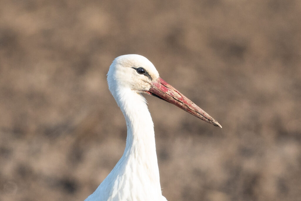 Read more about the article Results of the 2024–2025 International White Stork Census