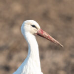 Results of the 2024–2025 International White Stork Census