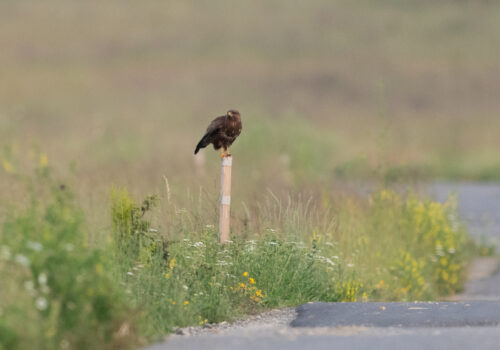 In search of the Common buzzard!