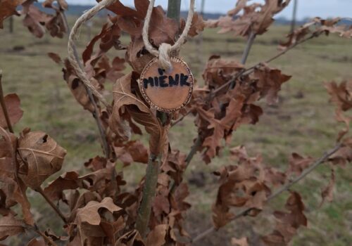 Költőhelyek a szalakóták számára