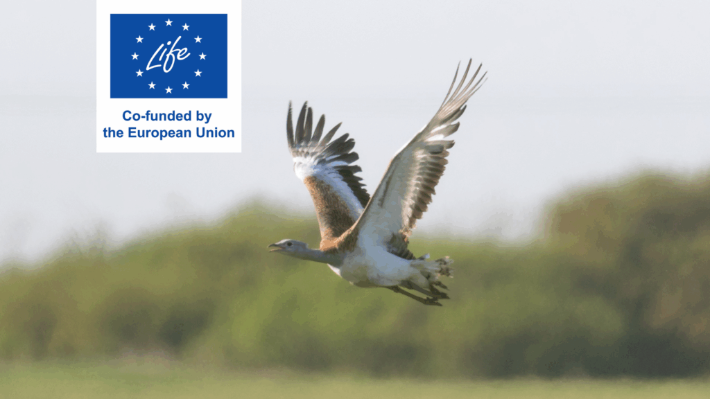 Read more about the article Dropia, din nou în centrul atenției