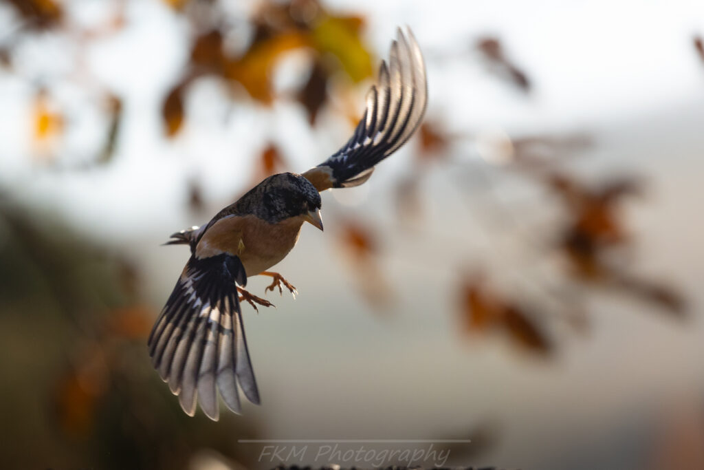 Read more about the article European bird monitoring trends in 2025